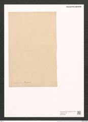 Surirella lorenziana Grun. (de-Toni-Nr.: Genus 53, Species 2298) Zeichnungen Sammlung Grunow (NHMW-BOT-W0372860)